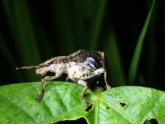 Episomus chinensis