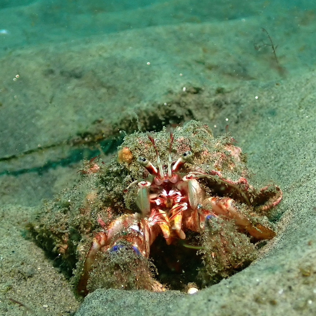 Pagurus spilocarpus