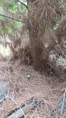 Pterostylis foliata
