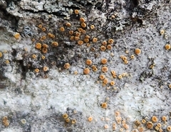 Athallia pyracea
