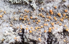 Athallia pyracea