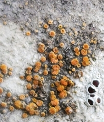 Athallia pyracea