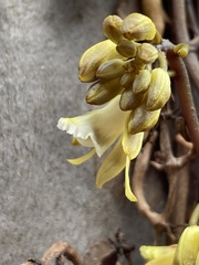 Erythrorchis cassythoides