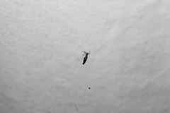 Micrathena