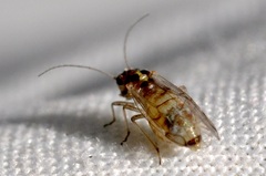 Teliapsocus conterminus