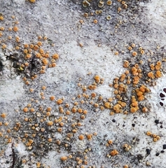 Athallia pyracea