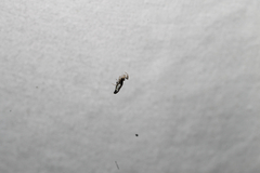 Micrathena