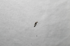 Micrathena