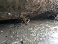 Leptograpsus variegatus