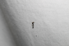 Micrathena