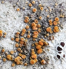 Athallia pyracea