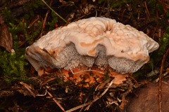 Hydnellum aurantiacum