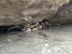 Leptograpsus variegatus