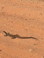 Varanus gouldii