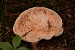 Hydnellum aurantiacum