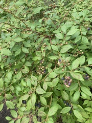 Vaccinium pallidum