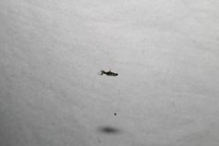 Micrathena