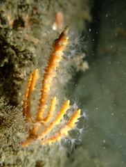 Adelogorgia phyllosclera