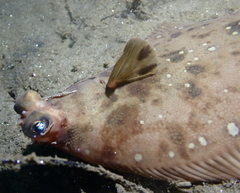 Pleuronichthys verticalis