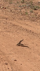 Varanus gouldii