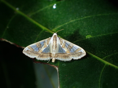 Glyphodes