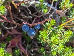 Vaccinium cespitosum