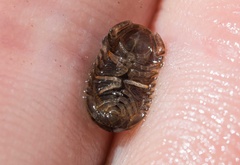 Gnorimosphaeroma noblei