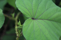 Ipomoea muricata