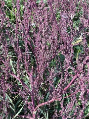 Rumex hastatulus