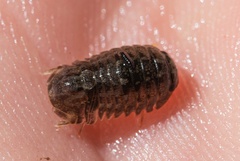 Gnorimosphaeroma noblei