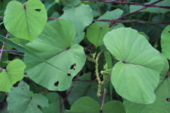 Ipomoea muricata