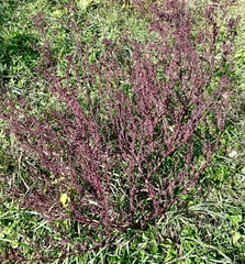Rumex hastatulus