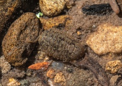 Gnorimosphaeroma noblei