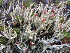 Cladonia bellidiflora