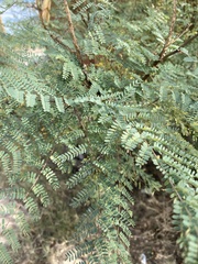 Erythrostemon gilliesii