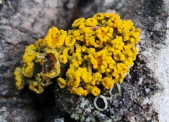 Xanthomendoza hasseana
