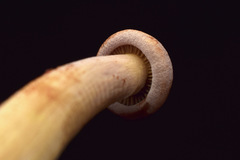 Gymnopilus punctifolius