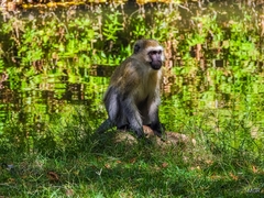 Chlorocebus pygerythrus hilgerti