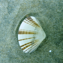 Tivela stultorum