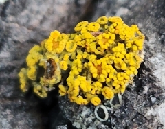 Xanthomendoza hasseana