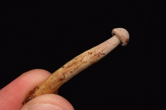 Gymnopilus punctifolius