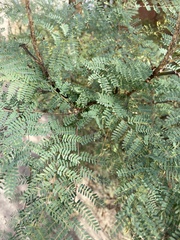 Erythrostemon gilliesii