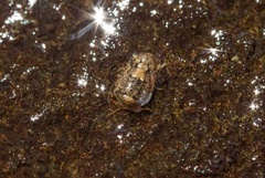 Gnorimosphaeroma noblei