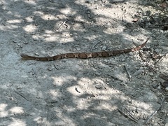 Agkistrodon laticinctus