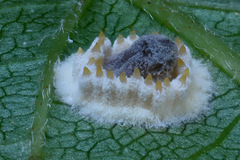 Gibellula