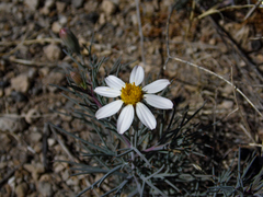 Nicolletia trifida