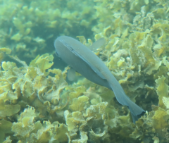 Psammoperca datnioides