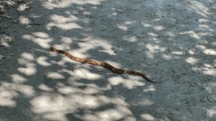 Agkistrodon laticinctus