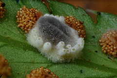 Gibellula