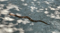 Agkistrodon laticinctus